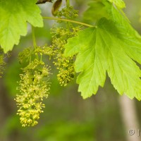 Sycamore